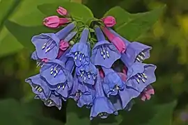 Virginia bluebell flower