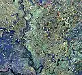 Vojvodina, Serbia by Copernicus Sentinel-2A