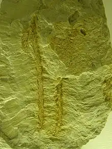 The gymnosperm plant Voltzia heterophylla