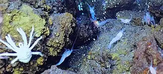 Squat lobster and Alvinocarididae shrimp at the Von Damm hydrothermal field survive by altered water chemistry