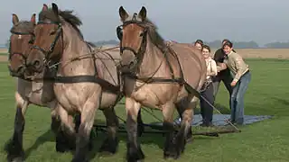 Three abreast during a meadow-surfing event.