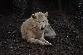 Woodland Park Zoo Gray Wolf