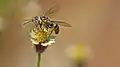 Wasp feeding the nectar of Tridax procumbens
