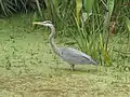 Great blue heron