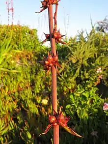 Detail of cormlets on inflorescence