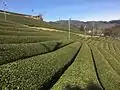Scenery of the tea plantation in Wazuka Town