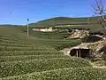Scenery of the tea plantation in Wazuka Town