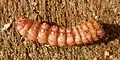 Caterpillar (underside; head to the right)