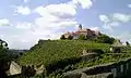 Vineyards on the top of the fortified hill, surrounding the castle proper