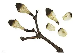 Welwitschia mirabilis - Toulouse Museum of Natural History