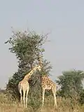 Pair of Giraffes