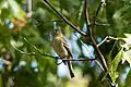 Western Flycatcher in Huachuca Canyon