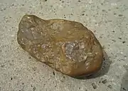 The bottom of the sample shows trace root fossils as tiny pores.