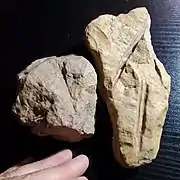 Western Kansas silcrete showing root cavity trace fossils.