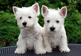 Image 39West Highland White Terrier puppies (from Puppy)