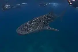 Whale shark (Rhincodon typus)