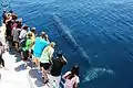 A Bryde's Whale approaches a whale watching vessel in Auckland, New Zealand