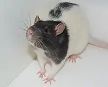 Macrovibrissae of a Hooded Lister laboratory rat.