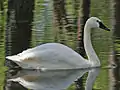 Whistling swan, C. c. columbianus