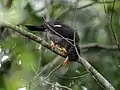 White-chinned thrush, Jamaica