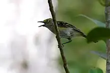 White-eyed Vireo