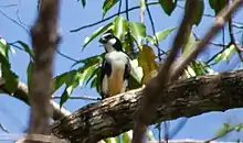 grainy image of small black and white falcon sitting on branch