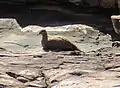 White-quilled rock pigeon, The Grotto, Wyndham, Western Australia