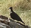 White-quilled rock pigeon showing typical jizz, Moochalabra Dam, near Wyndham, WA