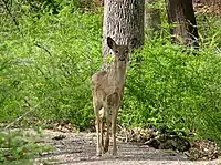 White-tailed deer at Lake Kanawauke