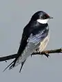 White-throated swallow