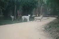 White tiger