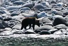 A bear walks by the surf on Shiretoko Peninsula