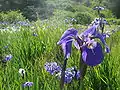 A field of purple iris on Raspberry Island
