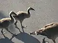 Canada Geese, Pier 4 Park