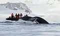 Tourists watch a humpback whale dive in Wilhelmina Bay
