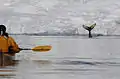 A kayaker watches a humpback whale in Wilhelmina Bay