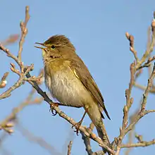 Willow warbler