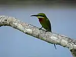 Blue-tailed bee-eater