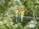 Chestnut-headed bee-eater