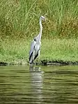 Grey heron