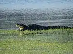 Mugger crocodile