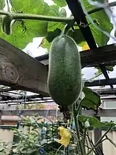 Wax gourd two weeks after flowering