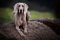 Weimaraner