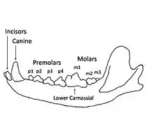 Image 40Wolf mandible diagram showing the names and positions of the teeth. (from Dog anatomy)