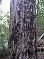 Stringybark trunk