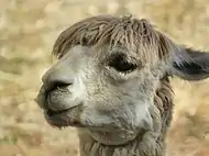 Alpaca