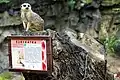 A meerkat in Wrocław Zoo