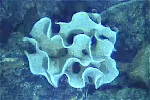 The xenophyophore, another single-celled foraminiferan, lives in abyssal zones. It has a giant shell up to 20&nbsp;cm across.