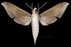 Xylophanes germen yurakano male ventral