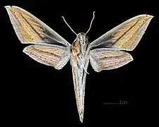 Female ventral  (coll.MHNT)